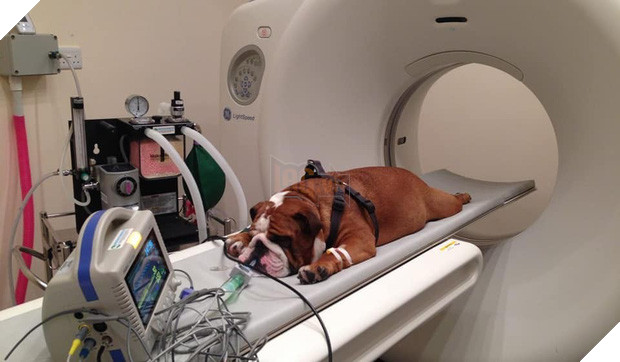 Khi bé Na và bạn bè đi chụp CT: Máu mặt như chúa sơn lâm hay nguy hiểm như báo cũng phải cúp đuôi ngoan ngoãn nghe lời bác sĩ 13