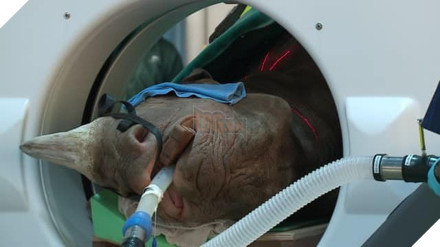 Khi bé Na và bạn bè đi chụp CT: Máu mặt như chúa sơn lâm hay nguy hiểm như báo cũng phải cúp đuôi ngoan ngoãn nghe lời bác sĩ 12