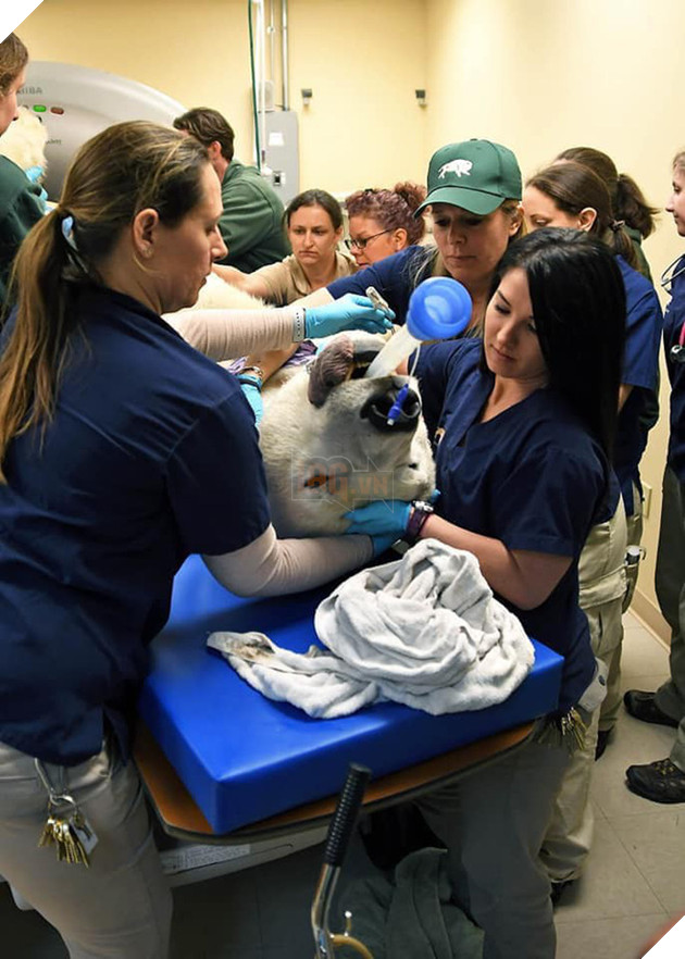 Khi bé Na và bạn bè đi chụp CT: Máu mặt như chúa sơn lâm hay nguy hiểm như báo cũng phải cúp đuôi ngoan ngoãn nghe lời bác sĩ 9