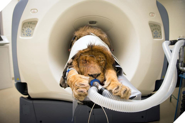 Khi bé Na và bạn bè đi chụp CT: Máu mặt như chúa sơn lâm hay nguy hiểm như báo cũng phải cúp đuôi ngoan ngoãn nghe lời bác sĩ 8