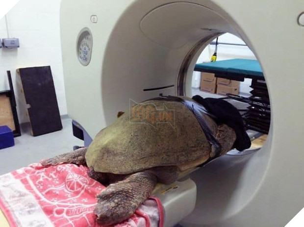 Khi bé Na và bạn bè đi chụp CT: Máu mặt như chúa sơn lâm hay nguy hiểm như báo cũng phải cúp đuôi ngoan ngoãn nghe lời bác sĩ 11