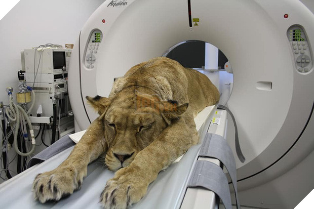 Khi bé Na và bạn bè đi chụp CT: Máu mặt như chúa sơn lâm hay nguy hiểm như báo cũng phải cúp đuôi ngoan ngoãn nghe lời bác sĩ 6