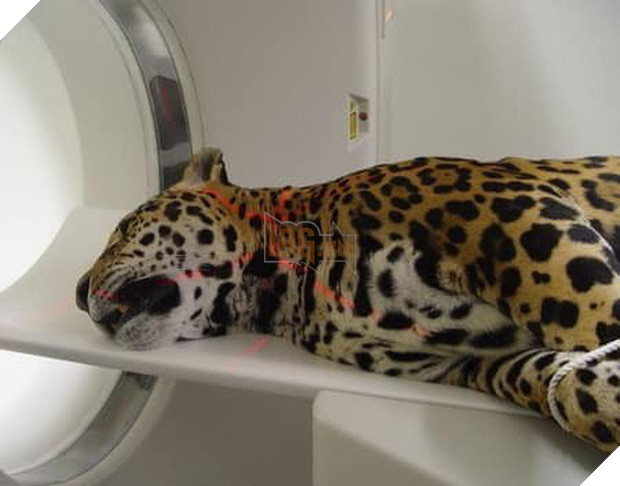 Khi bé Na và bạn bè đi chụp CT: Máu mặt như chúa sơn lâm hay nguy hiểm như báo cũng phải cúp đuôi ngoan ngoãn nghe lời bác sĩ 4