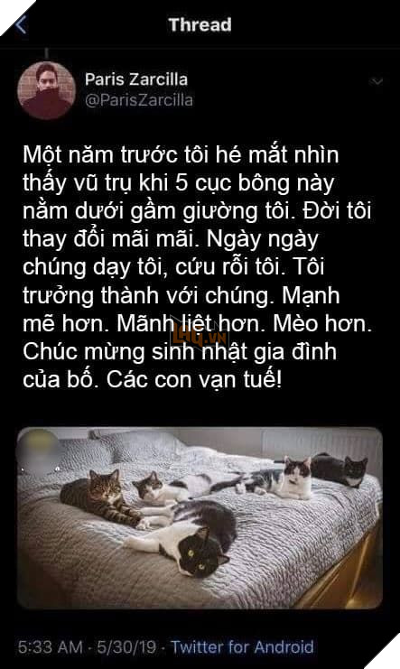  
Những con mèo đã cứu rỗi cuộc đời anh.