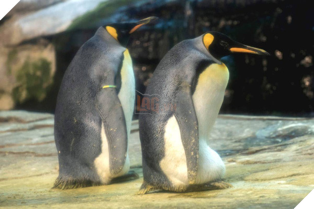 Cặp chim cánh cụt đồng tính được nhận nuôi một quả trứng sau một thời gian dài phải... ấp đá cuội - Ảnh 1.