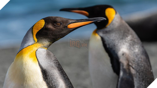 Cặp chim cánh cụt đồng tính được nhận nuôi một quả trứng sau một thời gian dài phải... ấp đá cuội - Ảnh 2.