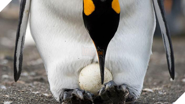 Cặp chim cánh cụt đồng tính được nhận nuôi một quả trứng sau một thời gian dài phải... ấp đá cuội - Ảnh 3.