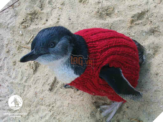 Cặp chim cánh cụt đồng tính được nhận nuôi một quả trứng sau một thời gian dài phải... ấp đá cuội - Ảnh 4.