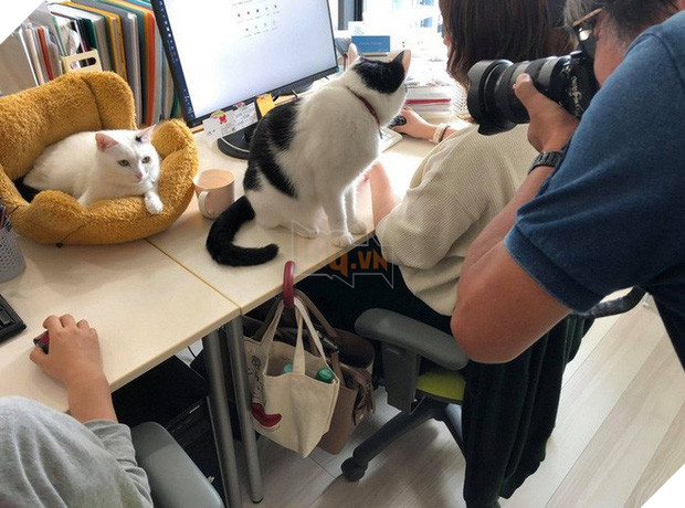 Chuyện lạ: Công ty công nghệ Nhật Bản trích hẳn một khoản bồi dưỡng tiền nuôi mèo cho nhân viên - Ảnh 1.