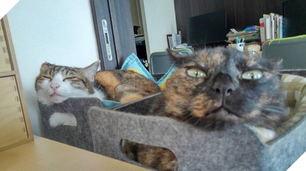 Chuyện lạ: Công ty công nghệ Nhật Bản trích hẳn một khoản bồi dưỡng tiền nuôi mèo cho nhân viên - Ảnh 2.