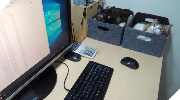 Chuyện lạ: Công ty công nghệ Nhật Bản trích hẳn một khoản bồi dưỡng tiền nuôi mèo cho nhân viên - Ảnh 3.