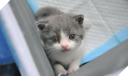 Một con mèo nhân bản vô tính của Sinogene Biotech.