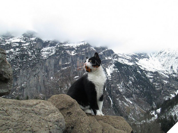  Cùng gặp 'quàng thượng' mèo đã giúp đỡ anh chàng đi lạc trong một thị trấn bỏ hoang khi đang leo núi ở Thụy Sỹ  