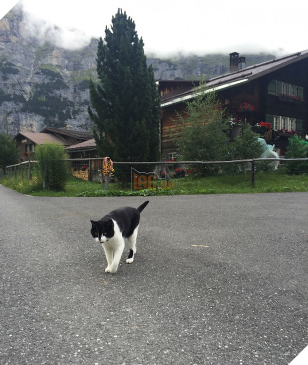   Vừa đi, 'quàng thượng' vừa quay lại kiểm tra xem chàng trai có đi theo không  