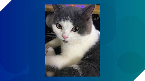 Mèo nhân bản vô tính tên Garlic. Ảnh: Sinogene Biotech