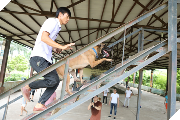 Cậu Vàng của Nam Cao: Phim Việt đầu tiên vai chính là một chú chó - Ảnh 7.