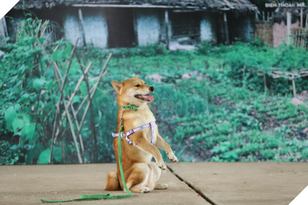 Cậu Vàng của Nam Cao: Phim Việt đầu tiên vai chính là một chú chó - Ảnh 1.