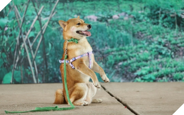 Cậu Vàng: Chưa kịp bấm máy đã gây tranh cãi, tác phẩm của cố nhà văn Nam Cao rồi sẽ ra sao? 3