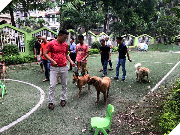 Casting lại chó bản địa thay Shiba Inu, Cậu Vàng sẽ được đón nhận sau những ồn ào? 2