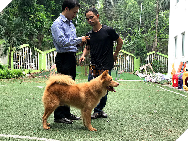 Casting lại chó bản địa thay Shiba Inu, Cậu Vàng sẽ được đón nhận sau những ồn ào? 3