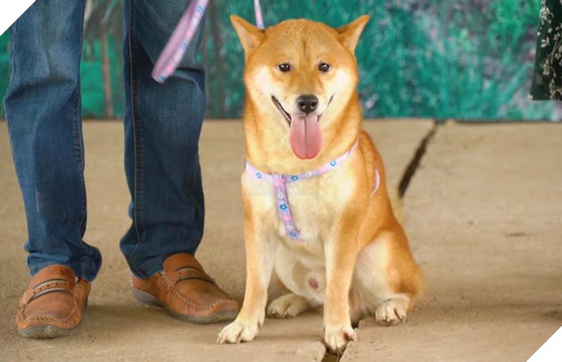 Casting lại chó bản địa thay Shiba Inu, Cậu Vàng sẽ được đón nhận sau những ồn ào?