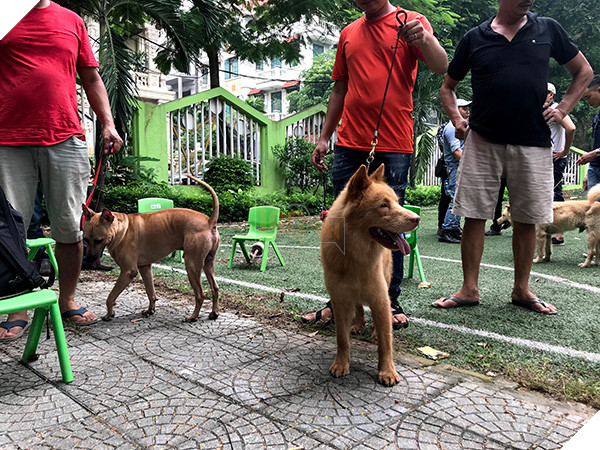 Casting lại chó bản địa thay Shiba Inu, Cậu Vàng sẽ được đón nhận sau những ồn ào? 4