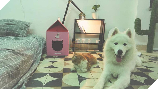 Chàng trai độc thân với một căn phòng nhỏ, một chú chó, một bé mèo: Định nghĩa bình yên kiểu mới là đây! - Ảnh 2.