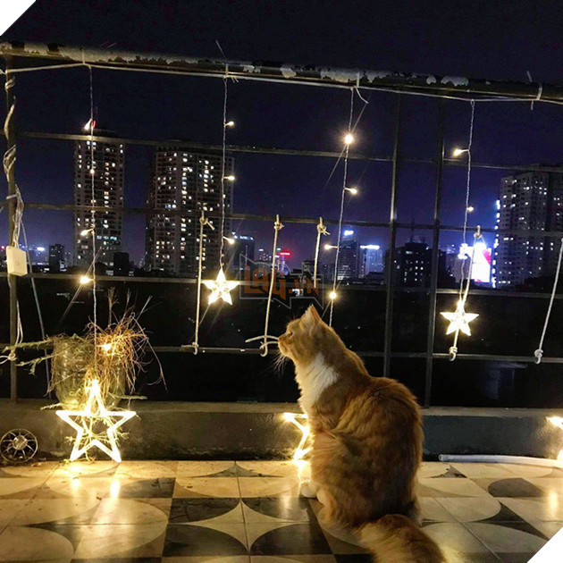 Ch&#224;ng trai độc th&#226;n với một căn ph&#242;ng nhỏ, một ch&#250; ch&#243;, một b&#233; m&#232;o: Định nghĩa b&#236;nh y&#234;n kiểu mới l&#224; đ&#226;y! - Ảnh 3.