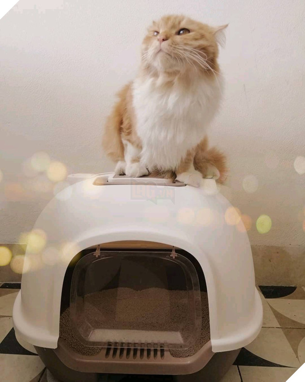 Ch&#224;ng trai độc th&#226;n với một căn ph&#242;ng nhỏ, một ch&#250; ch&#243;, một b&#233; m&#232;o: Định nghĩa b&#236;nh y&#234;n kiểu mới l&#224; đ&#226;y! - Ảnh 5.