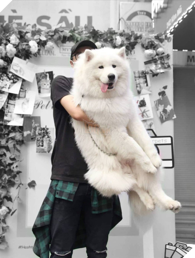 Ch&#224;ng trai độc th&#226;n với một căn ph&#242;ng nhỏ, một ch&#250; ch&#243;, một b&#233; m&#232;o: Định nghĩa b&#236;nh y&#234;n kiểu mới l&#224; đ&#226;y! - Ảnh 5.