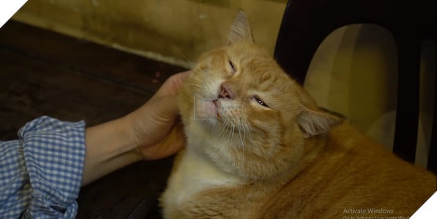 Chú mèo siêu to khổng lồ nặng gần 10 kg: Chỉ nằm cũng hút khách phố cổ! 2