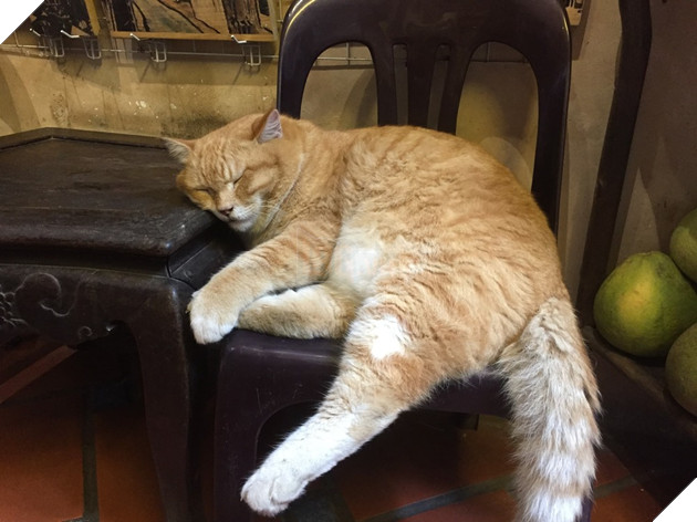 Chú mèo nặng 9kg nên rất "lười biếng", lúc nào cũng nằm và ngủ