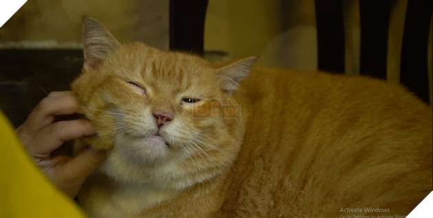 Chú mèo siêu to khổng lồ nặng gần 10 kg: Chỉ nằm cũng hút khách phố cổ! 3