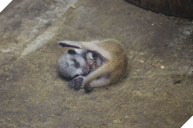 Loạt ảnh gia đình nhà cầy siêu đáng yêu khiến MXH tan chảy, đặc biệt là biểu cảm e ngại của cầy con - Ảnh 13.