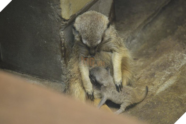 Loạt ảnh gia đình nhà cầy siêu đáng yêu khiến MXH tan chảy, đặc biệt là biểu cảm e ngại của cầy con - Ảnh 12.