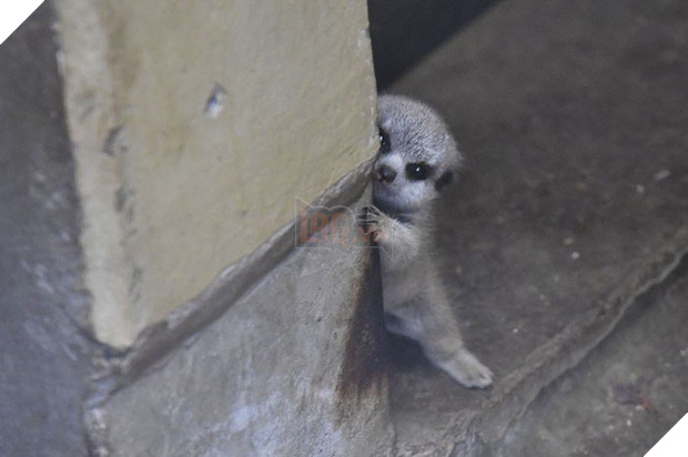 Loạt ảnh gia đình nhà cầy siêu đáng yêu khiến MXH tan chảy, đặc biệt là biểu cảm e ngại của cầy con - Ảnh 2.