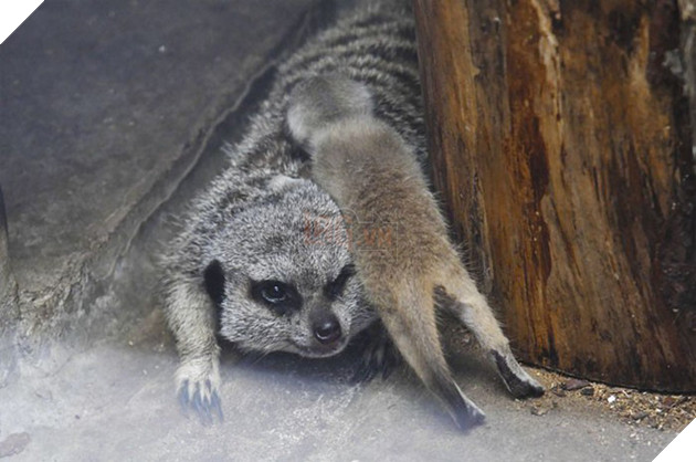 Loạt ảnh gia đ&#236;nh nh&#224; cầy si&#234;u đ&#225;ng y&#234;u khiến MXH tan chảy, đặc biệt l&#224; biểu cảm e ngại của cầy con - Ảnh 4.