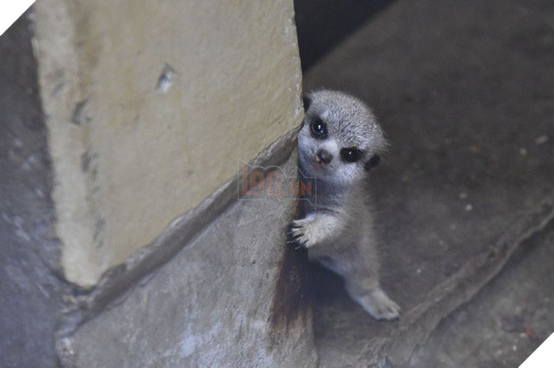 Loạt ảnh gia đình nhà cầy siêu đáng yêu khiến MXH tan chảy, đặc biệt là biểu cảm e ngại của cầy con - Ảnh 3.