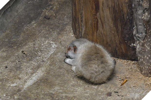 Loạt ảnh gia đình nhà cầy siêu đáng yêu khiến MXH tan chảy, đặc biệt là biểu cảm e ngại của cầy con - Ảnh 6.