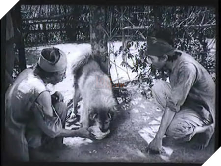 Tạm gác lại ồn ào chó ta - chó tây, sau tất cả chúng ta cảm ơn Cậu Vàng