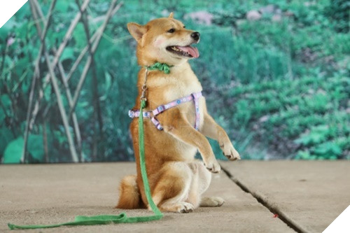 Tạm gác lại ồn ào chó ta - chó tây, sau tất cả chúng ta cảm ơn Cậu Vàng 2