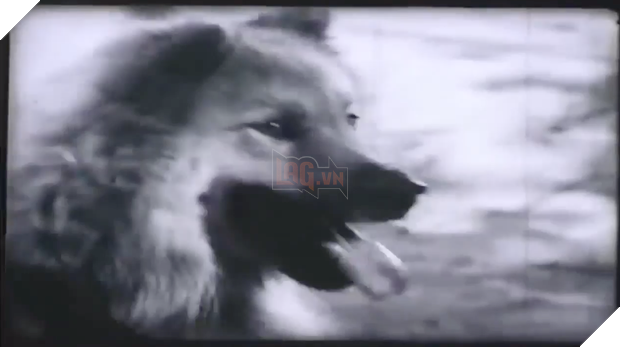 Tạm gác lại ồn ào chó ta - chó tây, sau tất cả chúng ta cảm ơn Cậu Vàng 3