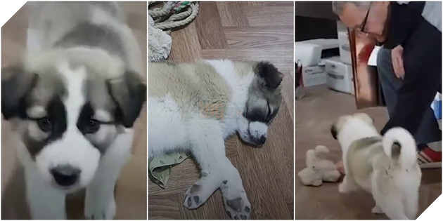 Gặp nhau nơi chiến trận điêu tàn, điều gì làm sen và boss quyết ở cùng nhau mãi mãi? 6