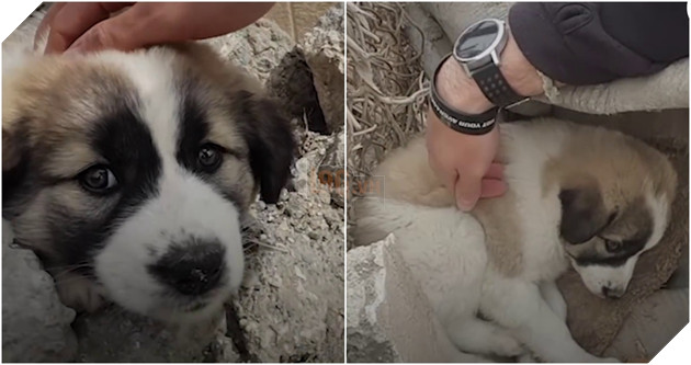 Gặp nhau nơi chiến trận điêu tàn, điều gì làm sen và boss quyết ở cùng nhau mãi mãi? 2