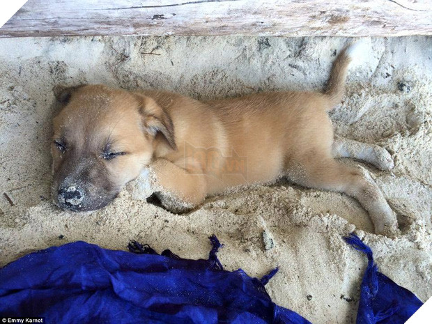 Hành động của du khách người Đức với chú chó nhỏ bị bỏ rơi sẽ khiến bạn bật khóc - Ảnh 1.