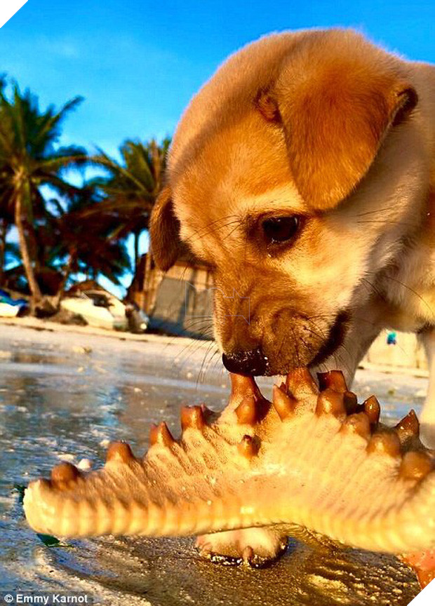 Hành động của du khách người Đức với chú chó nhỏ bị bỏ rơi sẽ khiến bạn bật khóc - Ảnh 2.