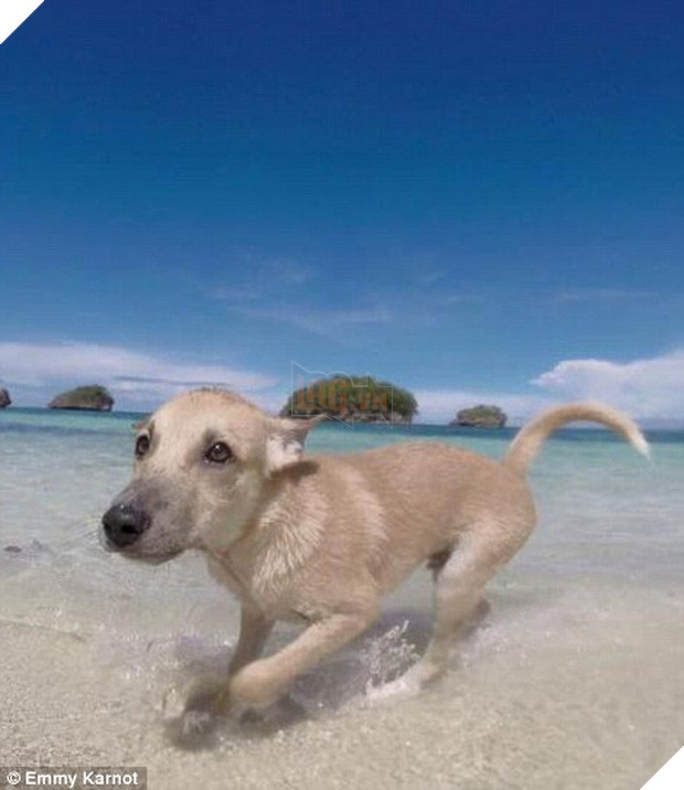 Hành động của du khách người Đức với chú chó nhỏ bị bỏ rơi sẽ khiến bạn bật khóc - Ảnh 6.