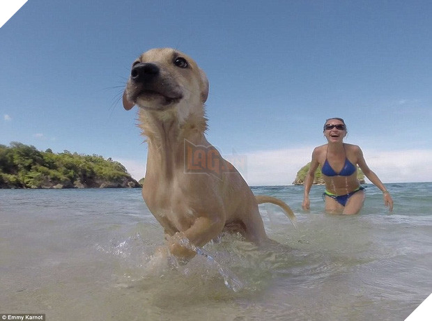 Hành động của du khách người Đức với chú chó nhỏ bị bỏ rơi sẽ khiến bạn bật khóc - Ảnh 7.