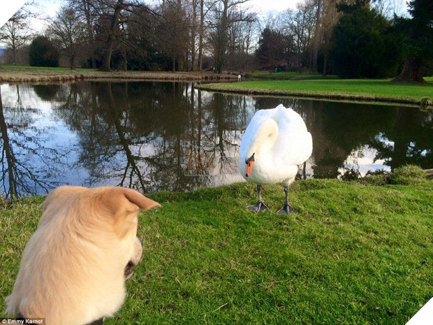 Hành động của du khách người Đức với chú chó nhỏ bị bỏ rơi sẽ khiến bạn bật khóc - Ảnh 10.