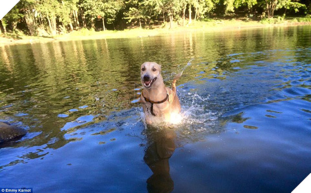 Hành động của du khách người Đức với chú chó nhỏ bị bỏ rơi sẽ khiến bạn bật khóc - Ảnh 8.